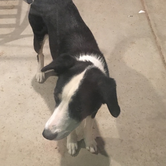 Meet your Posher, Olivia - Picture 1 of 1